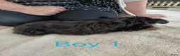 Norfolk Terrier dogs for sale: Norfolk Terrier Puppies - Advert 10