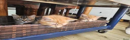 Mixed Breed cats for sale: Three beautiful kittens for sale - Advert 1