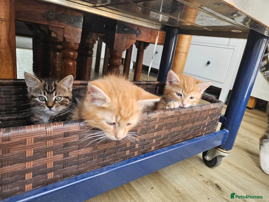 Mixed Breed cats for sale: Three beautiful kittens for sale - Advert 1