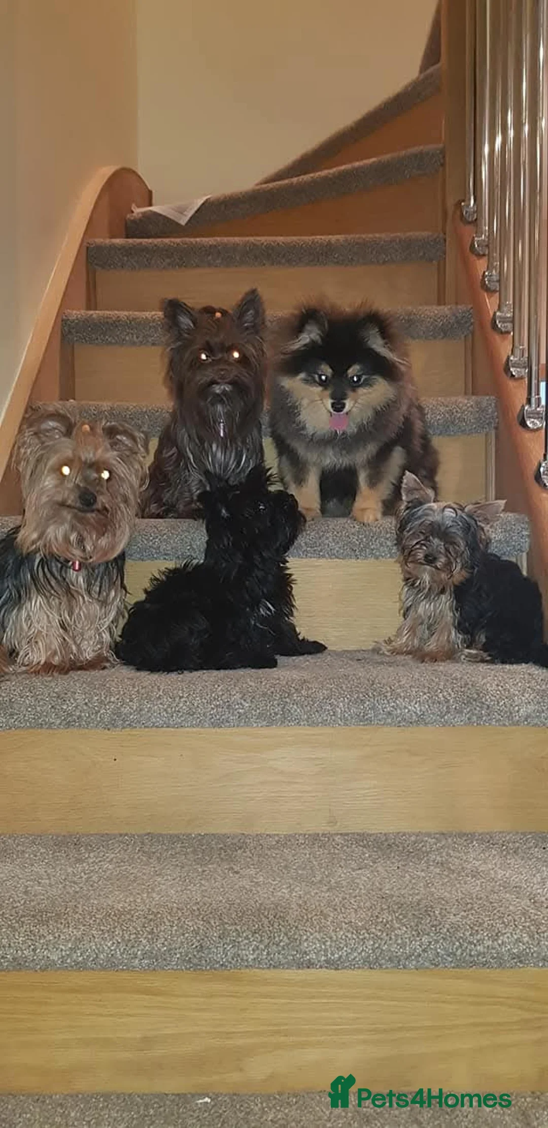 Yorkshire Terrier dogs for sale: Tiniest fully black Yorkshire terrier  - Advert 5