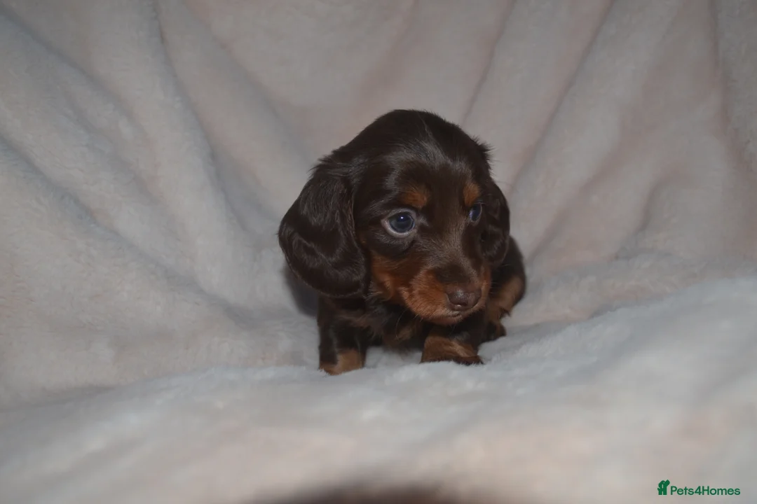 Miniature Dachshund dogs for sale: long-haired miniature dachshunds in Newcastle upon Tyne - Advert 2