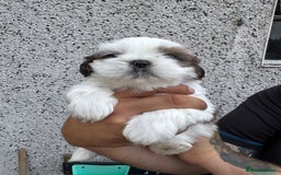 Shih Tzu dogs for sale: Beautiful Shih Tzu puppies  - Image 18