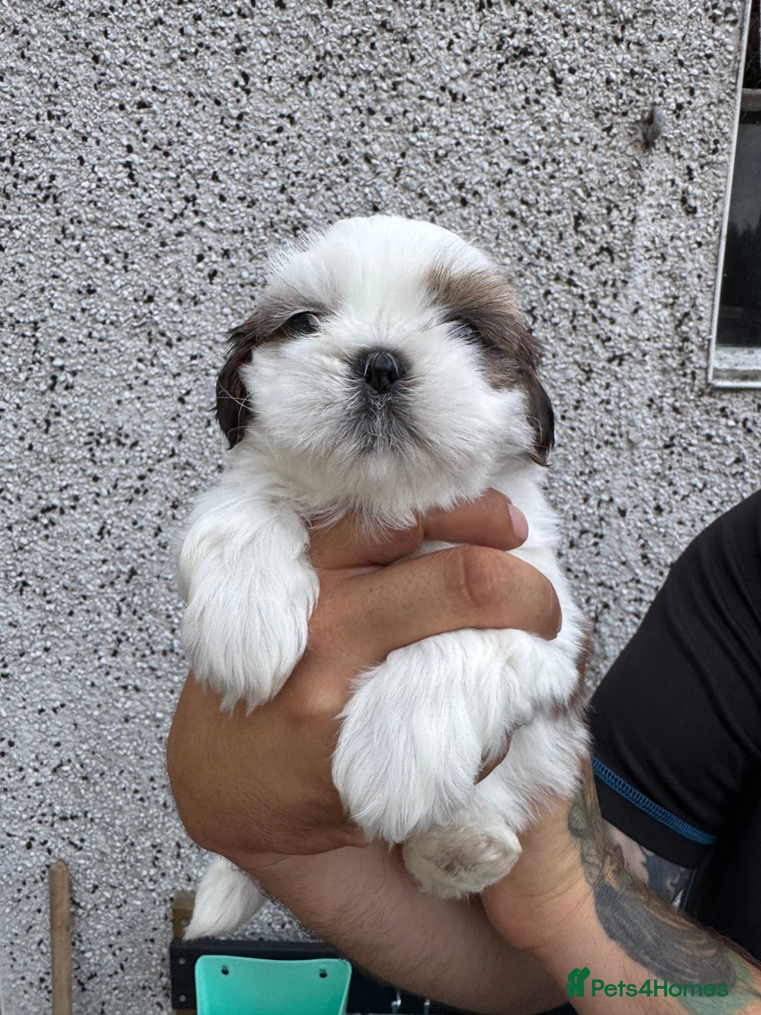 Shih Tzu dogs for sale: Beautiful Shih Tzu puppies  - Image 18