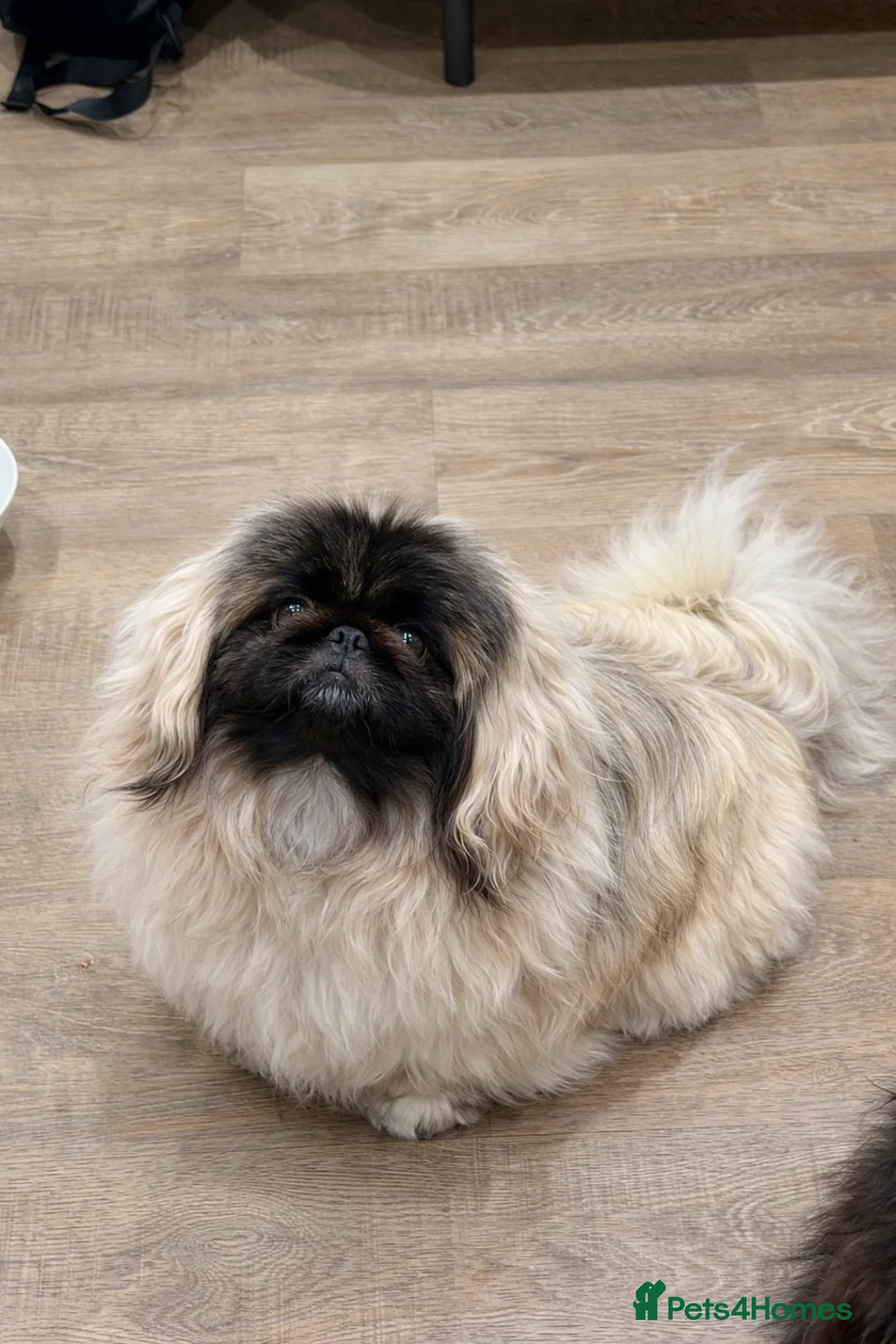 Pekingese dogs for sale: Super Rare Pekingese  - Advert 5