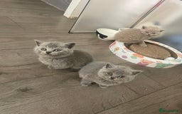 British Shorthair cats for sale: Male british short hairs - Image 2