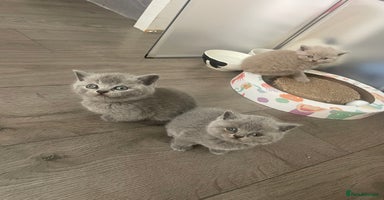 British Shorthair cats - Advert 2