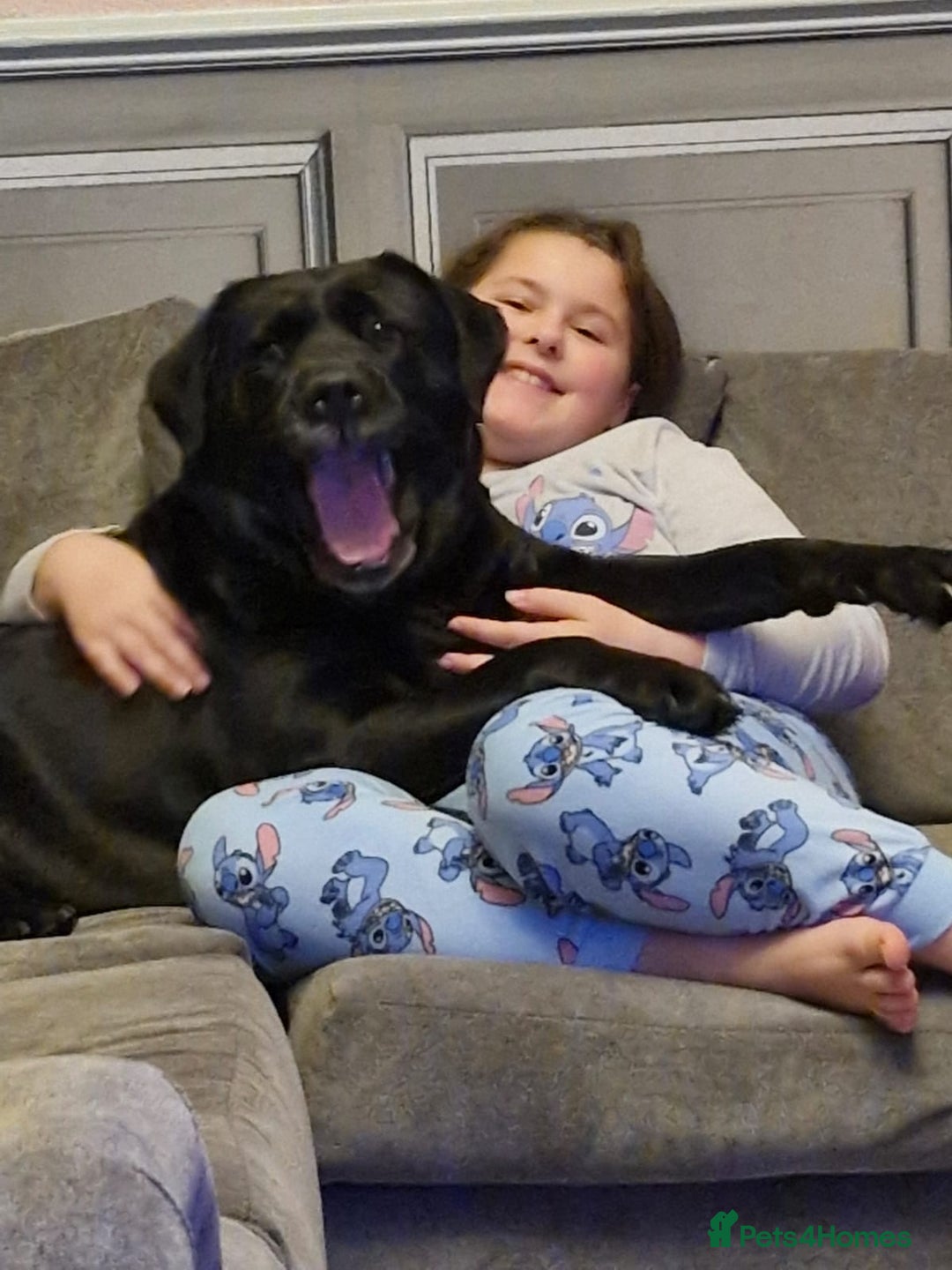 Labrador Retriever dogs for sale: 6 year old black Labrador  - Image 2