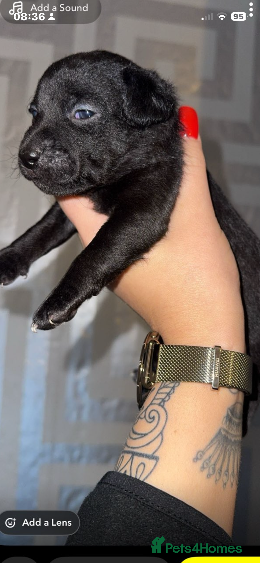 Jackapoo dogs for sale: Jackapoo puppies ready to leave - Advert 2