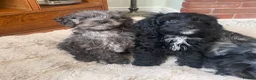 Cockapoo dogs for sale: 1 Beautiful Toy cocker poo Boy   - Advert 3