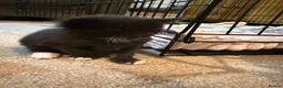 Maine Coon cats for sale: Norwegian Forest x Maine Coon Kittens 🐾 - Advert 3
