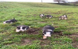 Border Collie dogs for sale: Tri coloured border collies puppies  - Advert 6