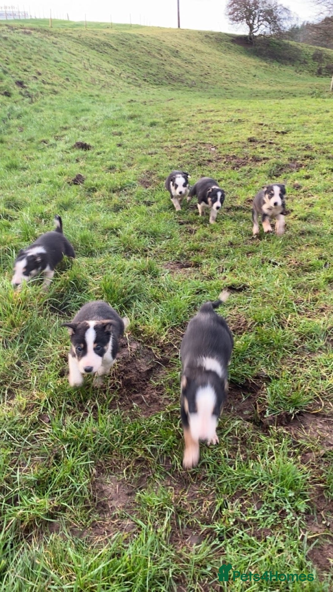 Border Collie dogs for sale: Tri coloured border collies puppies  - Advert 6