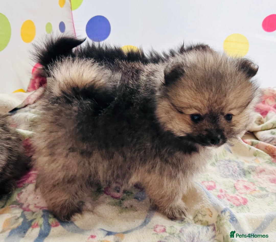 Pomeranian dogs for sale: Lovely Pomeranian puppies  - Advert 6