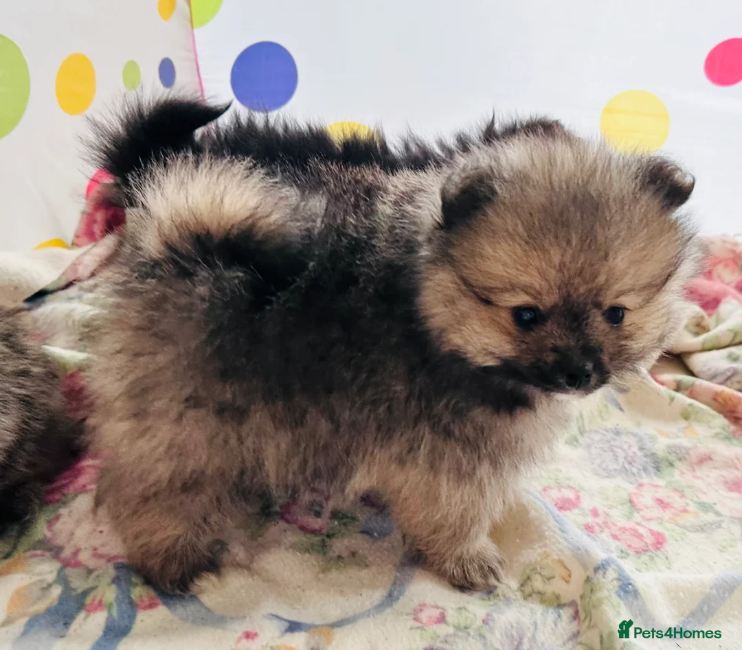Pomeranian dogs for sale: Lovely Pomeranian puppies  - Advert 8