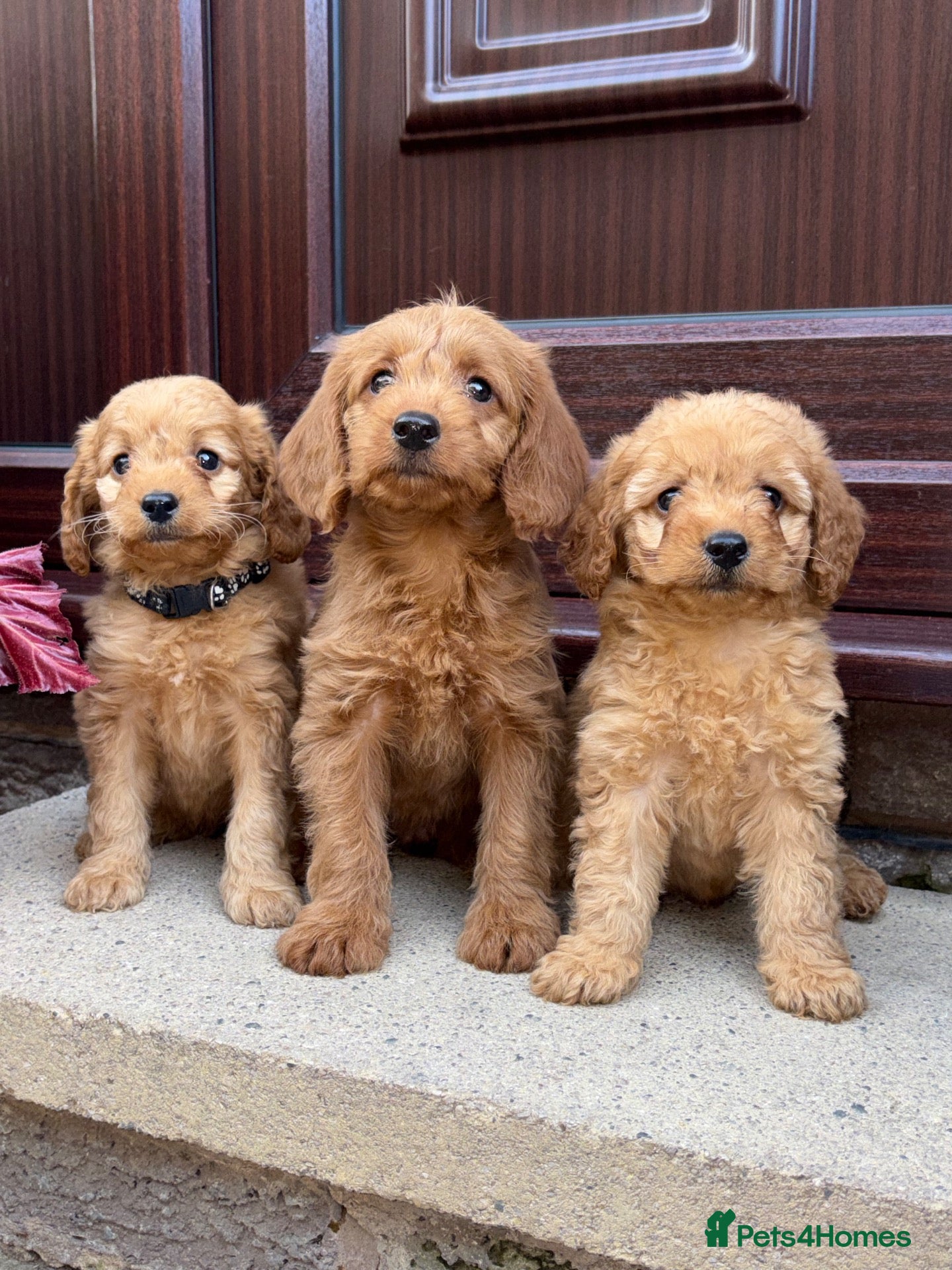 Labradoodle dogs ❤️❤️Ready Now❤️❤️ F1b Labradoodle Puppies  - Advert 1