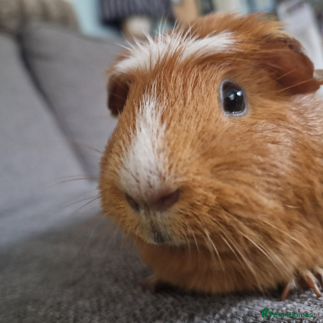 Guinea Pig rodents for sale: 2 Female Guinea Pigs  - Advert 5