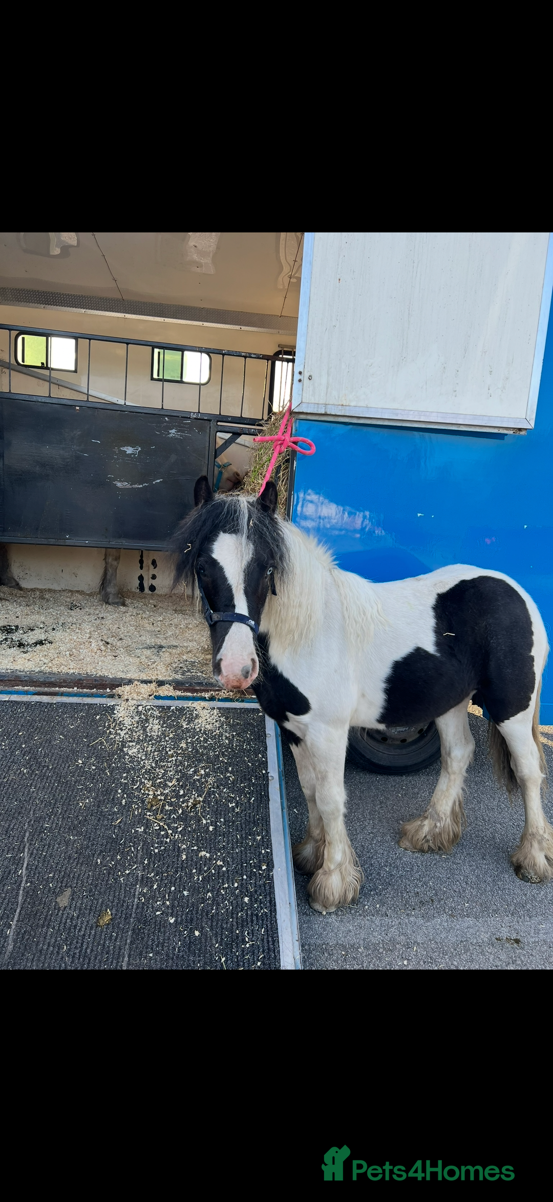 Other Breed horses for sale: 2year old filly  - Advert 1