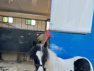 Other Breed horses 2year old filly - Advert 7