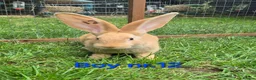 Continental Giant rabbits for sale: Pure Continental Giant Vaccinated  - Advert 5