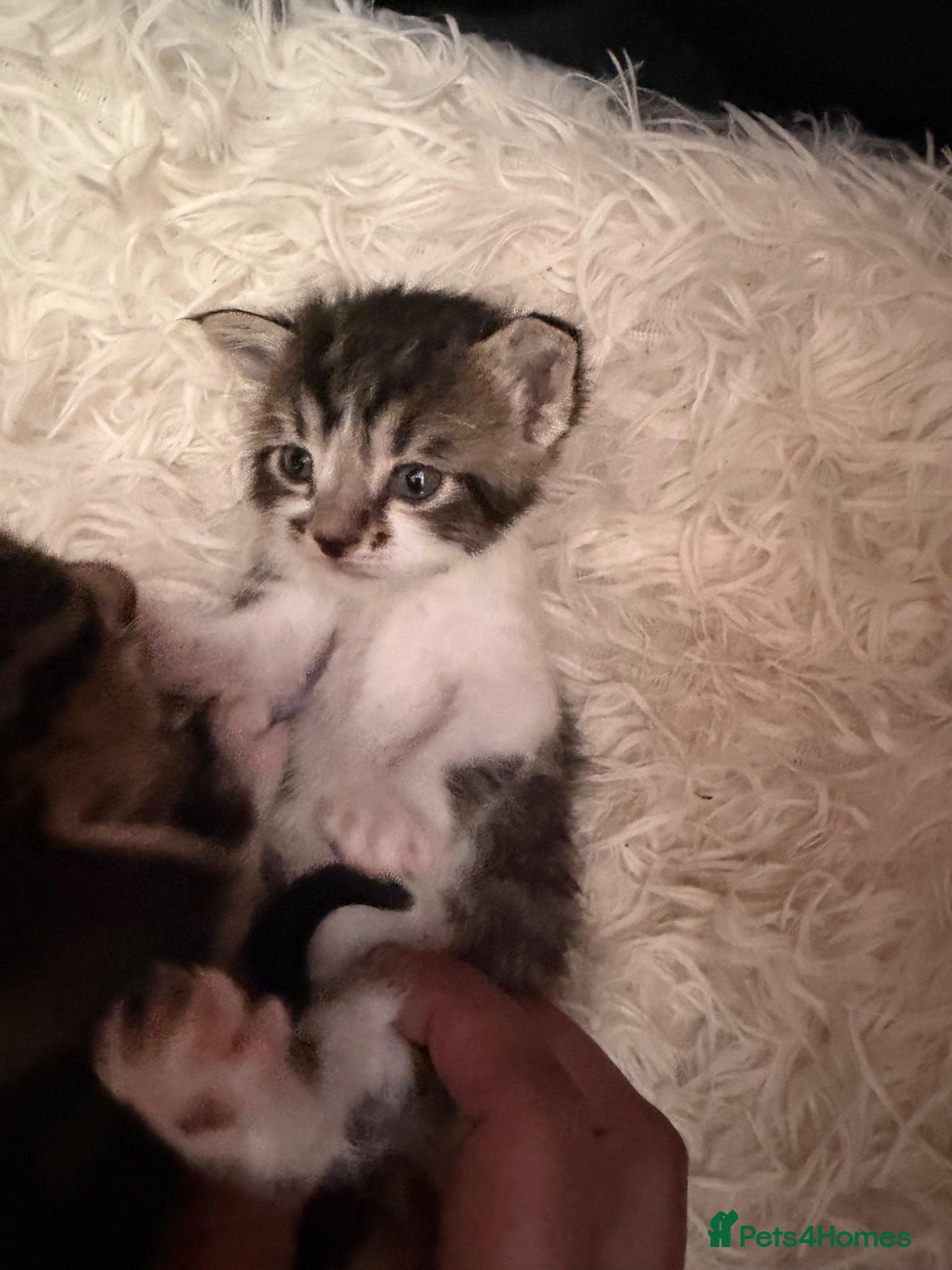 Mixed Breed cats 4 beautiful kittens  - Advert 1