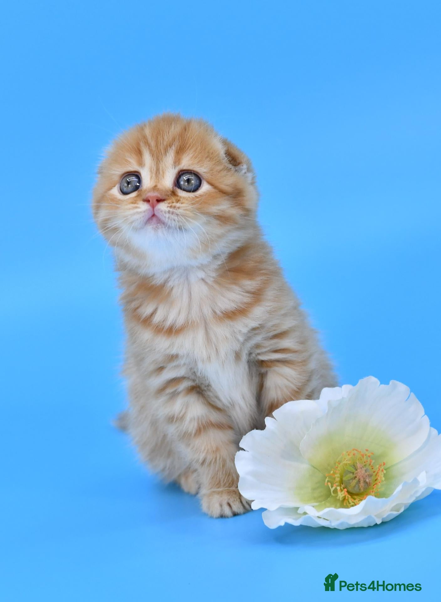 Scottish Fold cats LICENSED CATTERY PURE BREED TOP QUALITY KITTENS - Advert 1