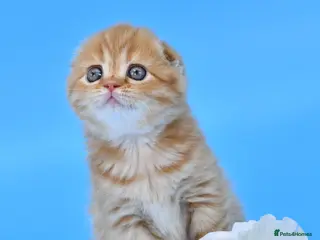 Scottish Fold cats LICENSED CATTERY PURE BREED TOP QUALITY KITTENS - Advert 1