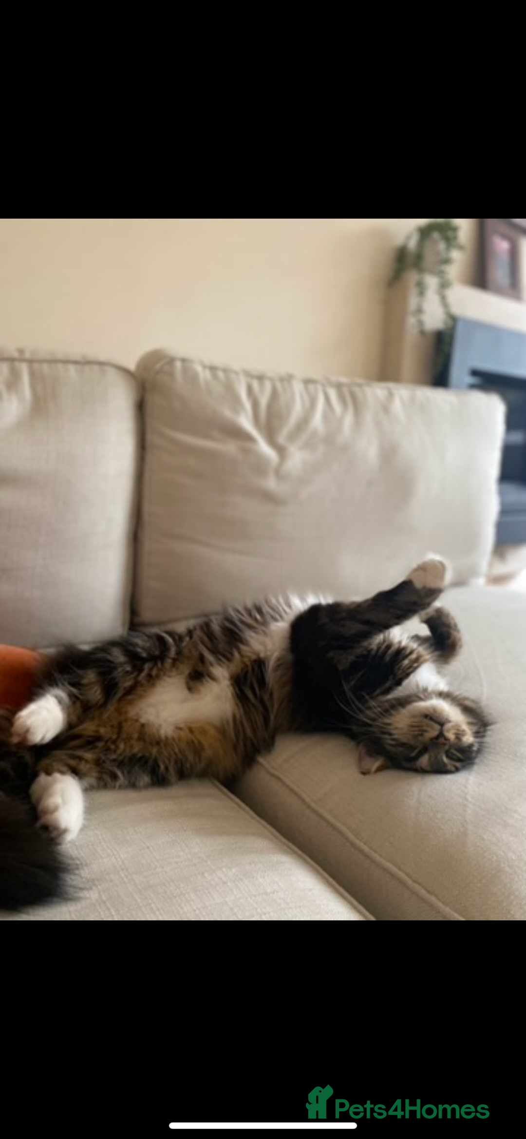 Mixed Breed cats for sale: Barry: Playful and Ready for His Forever Friend - Advert 3