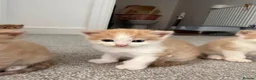 Mixed Breed cats for sale: ginger kittens  in Hailsham - Advert 5