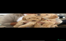 Labradoodle dogs for sale: Labradoodle puppies  - Image 4