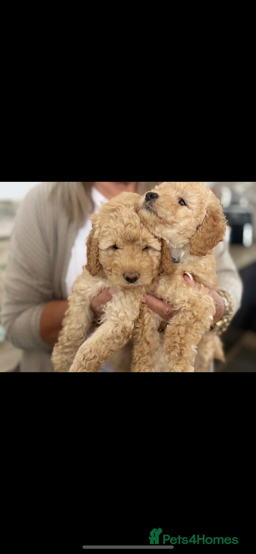 Labradoodle dogs for sale: Labradoodle puppies  - Image 4