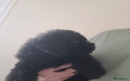 Toy Poodle dogs for sale: Toy poodle boys - Image 6