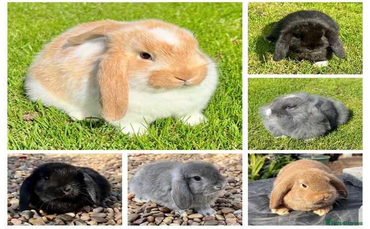 Mini Lop rabbits - Advert 11
