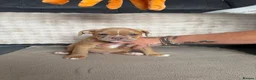 Olde English Bulldogge dogs for sale: Olde English bulldog puppies  - Advert 13