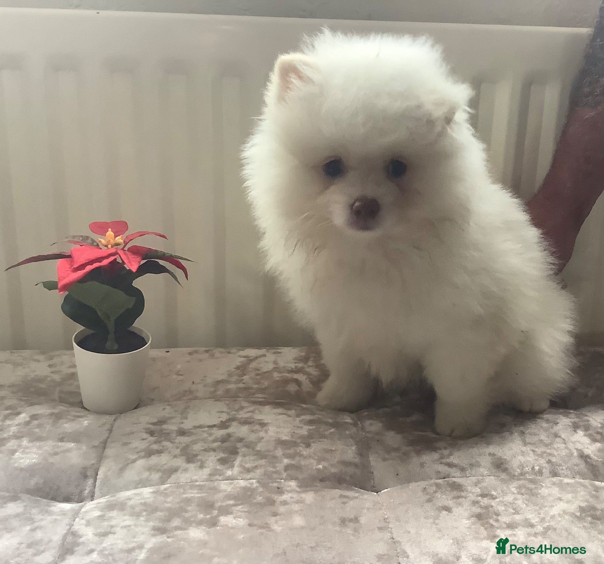 German Spitz dogs Two Registered Klein Puppies - Advert 7