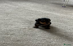Mixed Breed dogs for sale: Miniature Dorkie - Yorkshire Terrier/Dashaund - Image 1