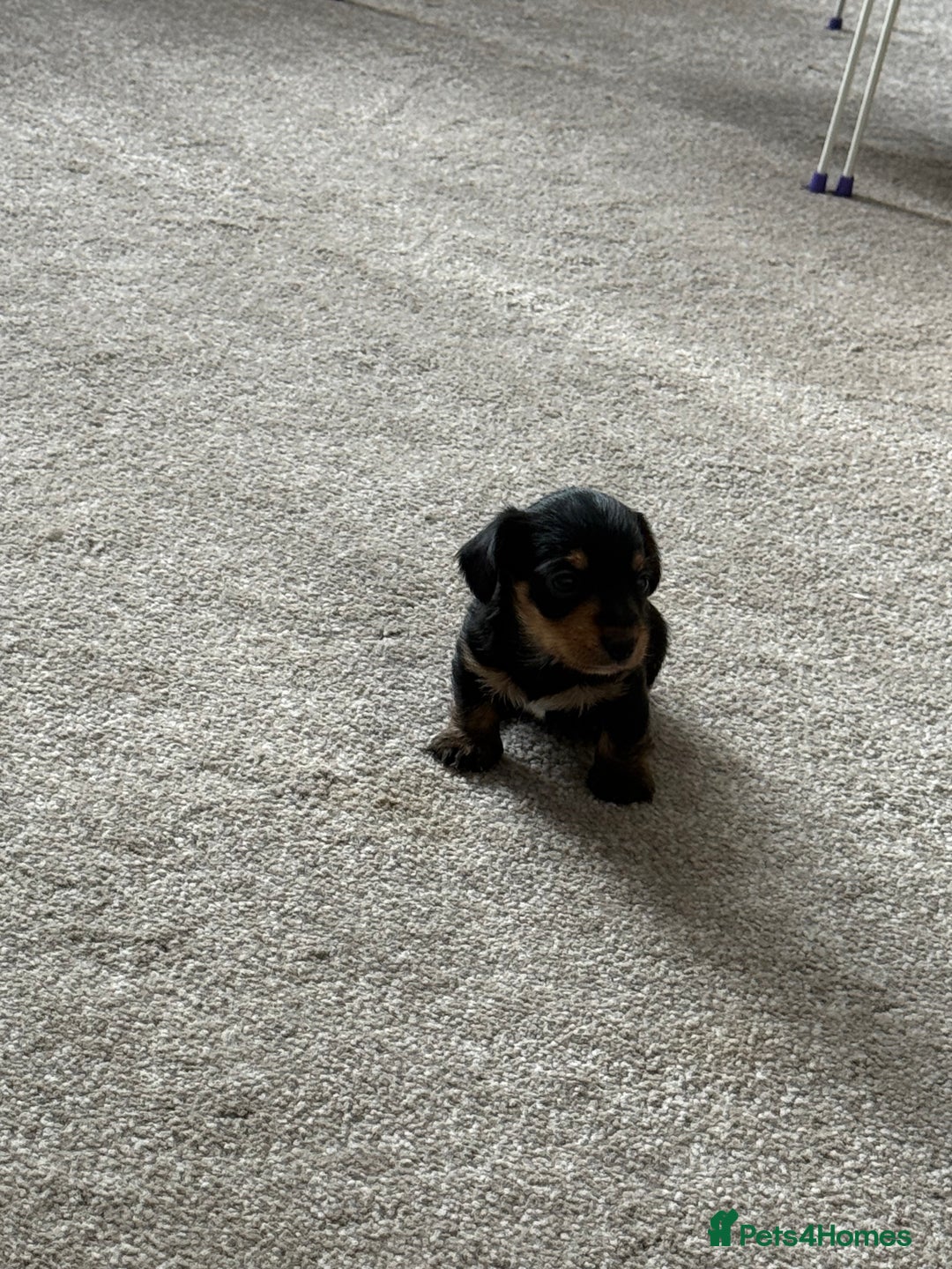 Mixed Breed dogs for sale: Miniature Dorkie - Yorkshire Terrier/Dashaund - Image 1
