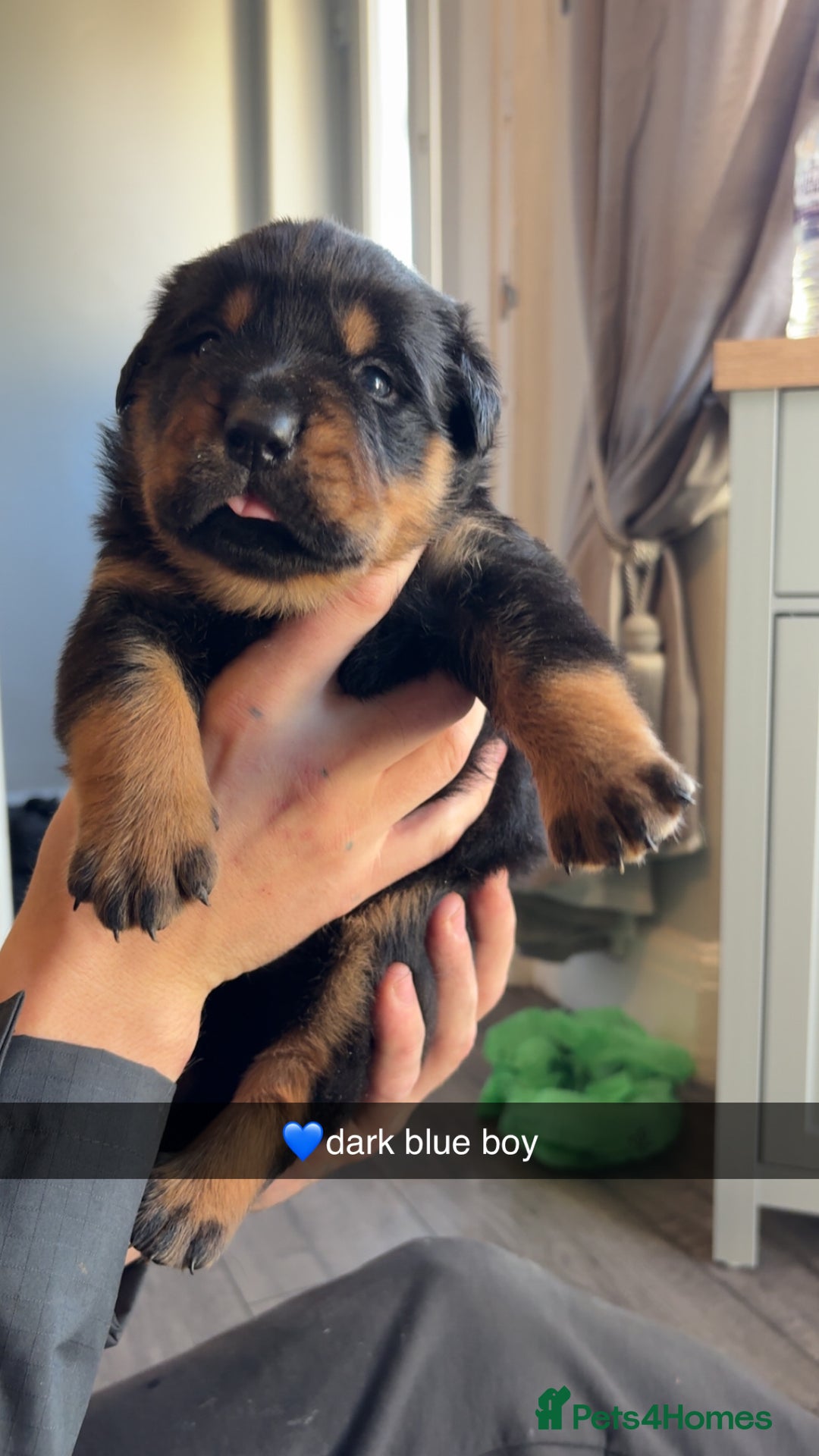 Rottweiler dogs for sale: Big boned chunky Rottweiler puppies - Advert 18