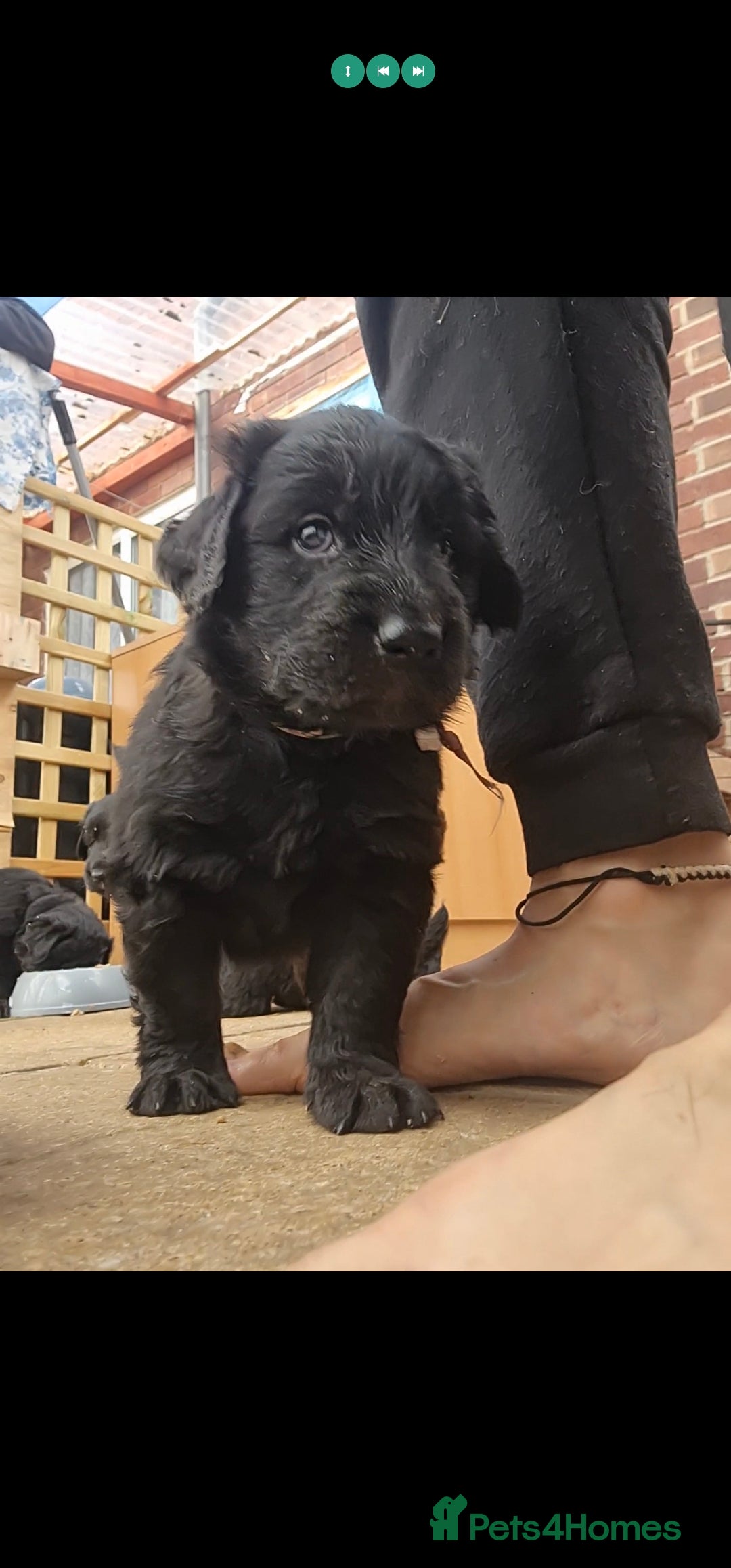 Mixed Breed dogs for sale: ✨ Gorgeous Black Golden Shepherd Puppies  - Image 9