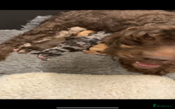 Cockapoo dogs for sale: Beautiful Rare Colour Cockapoo  - Image 12