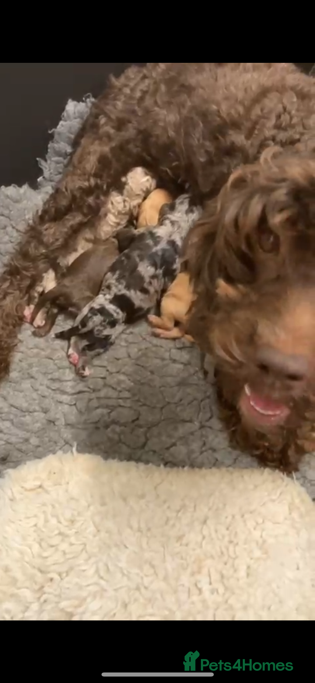 Cockapoo dogs for sale: Beautiful Rare Colour Cockapoo  - Image 12