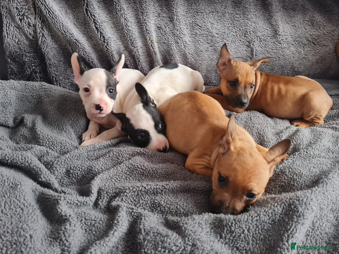 Mixed Breed dogs for sale: Adorable frenglish bullterrier puppies - Image 4