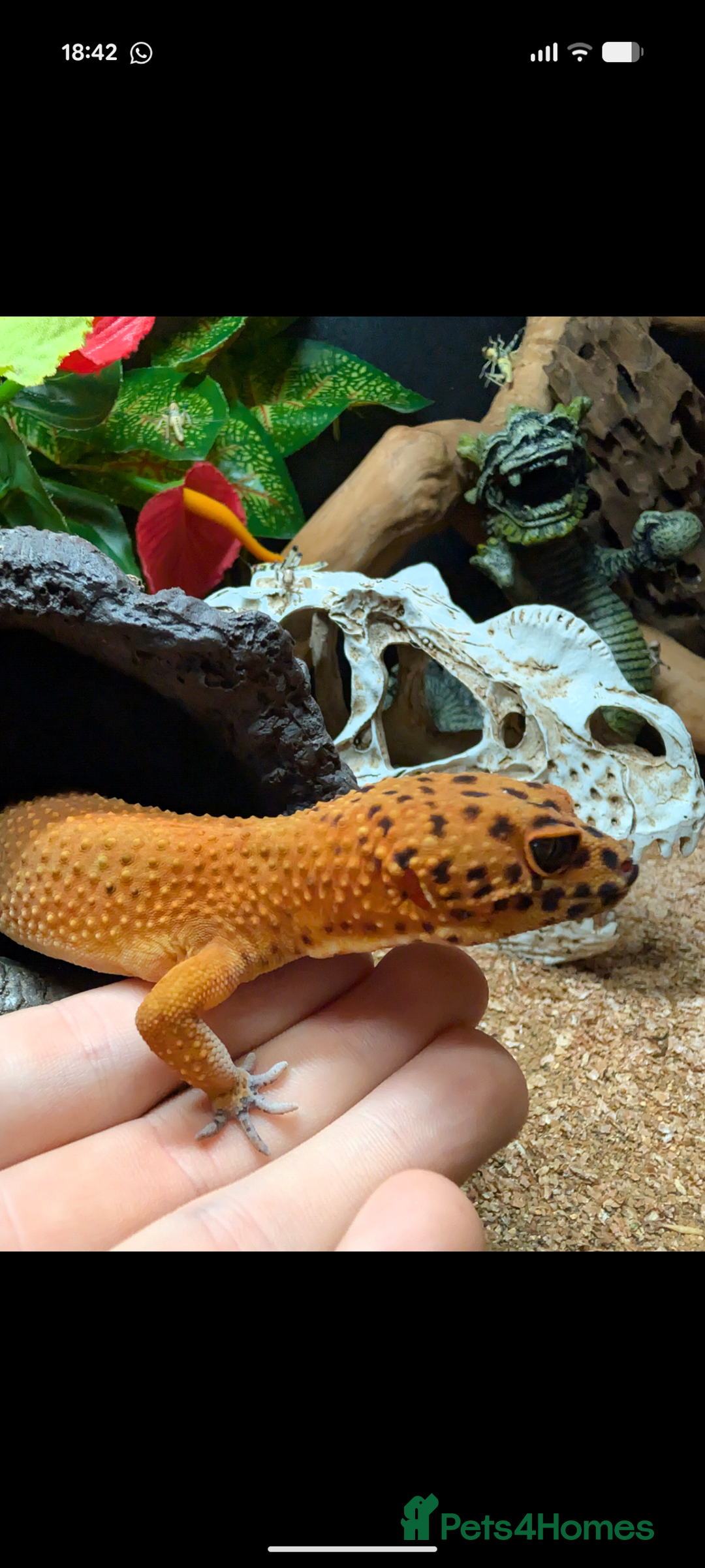 Leopard Gecko reptiles for sale: Loving Leopard Gecko Needs New Home - Meet Betty! - Advert 2