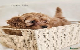 Cavapoo dogs for sale: Adorable F1b Cavapoo Puppies Ready from 20th Sept - Image 12