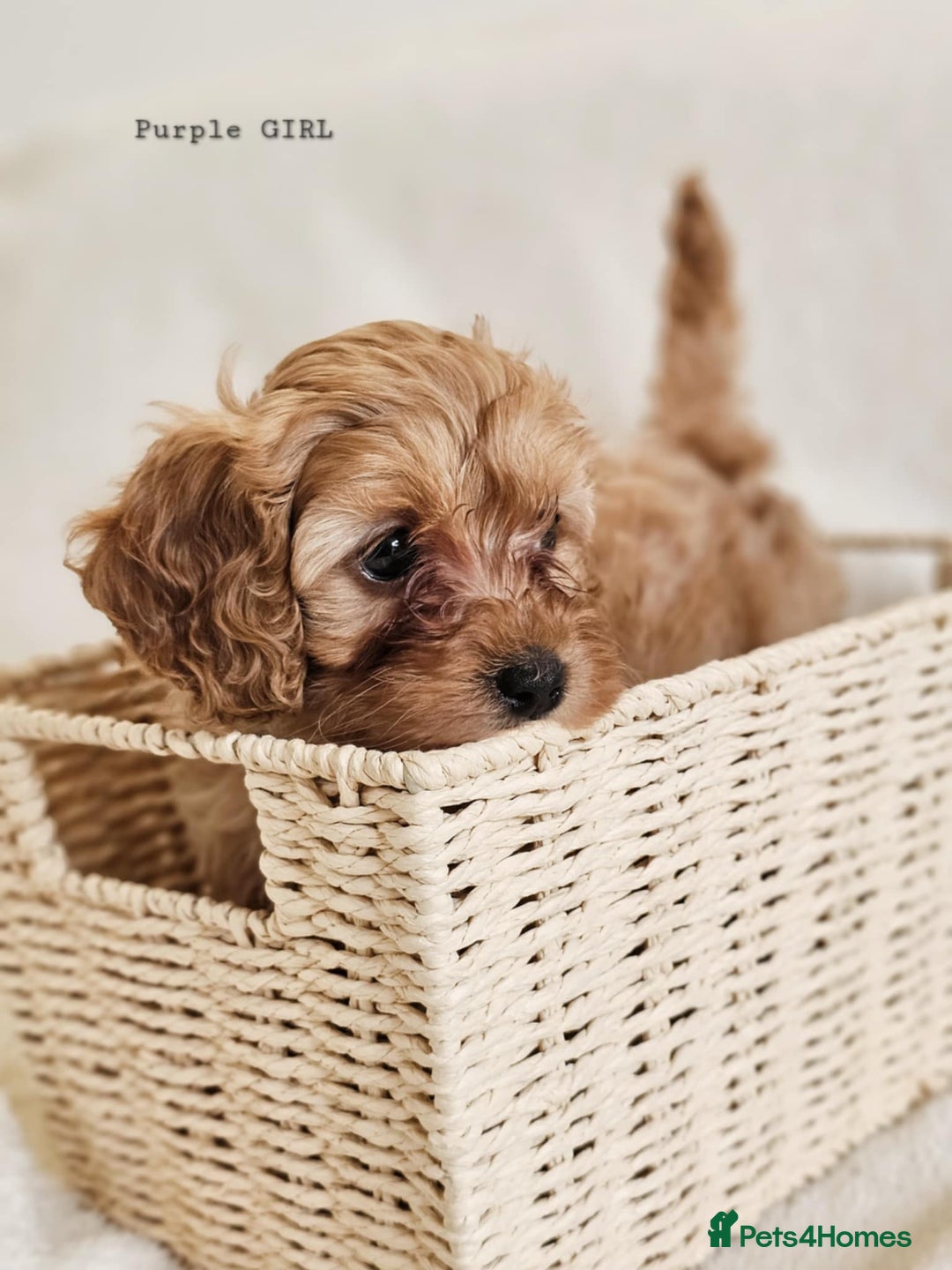 Cavapoo dogs for sale: Adorable F1b Cavapoo Puppies Ready from 20th Sept - Image 12