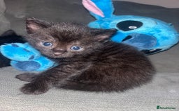 British Shorthair cats for sale: Kittens for sale  - Image 8
