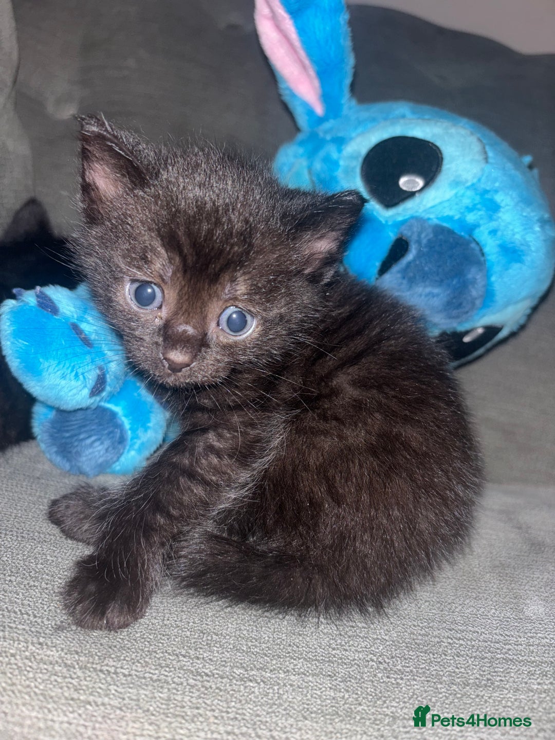 British Shorthair cats for sale: Kittens for sale  - Image 8