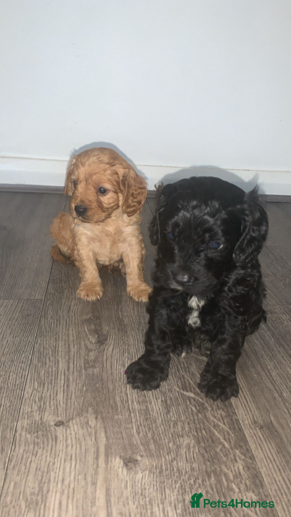 Cavapoo dogs F1 Cavapoo puppies  - Advert 5