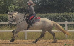 Connemara horses for sale: Hallie the Connie cross  - Image 4