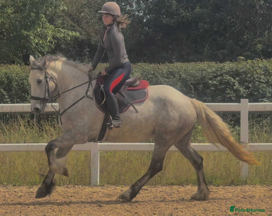 Connemara horses for sale: Hallie the Connie cross  - Image 4
