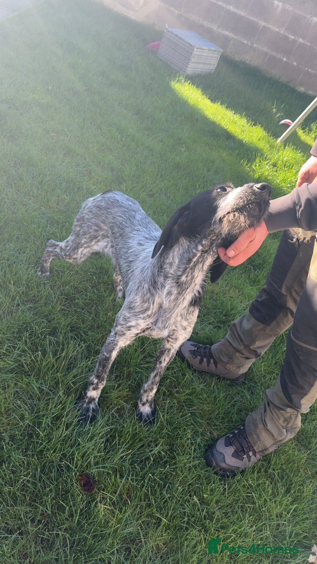 German Wirehaired Pointer dogs for sale: Ziggy  - Image 4